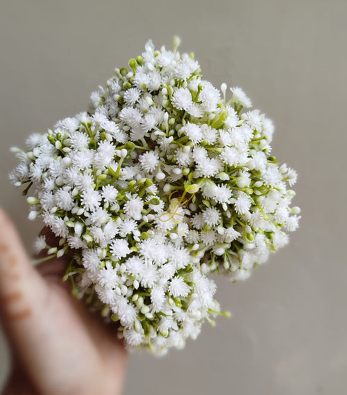 Gypsophila Gajray - Baby Breath Gajray